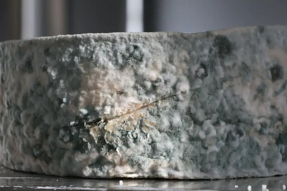 The Danger of Hidden Mold & High Spore Counts — Dallas